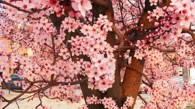 💐🌼Kadınlar çiçekleri çok mu sever🌹🌺?