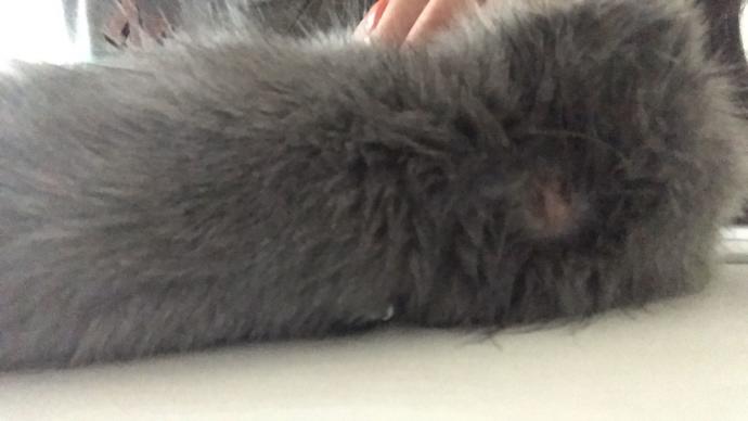 KEDİMİN ENSESİNDE YARA ÇIKTI?