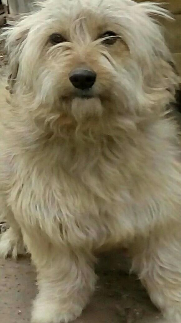 Köpeğim nasılll ???