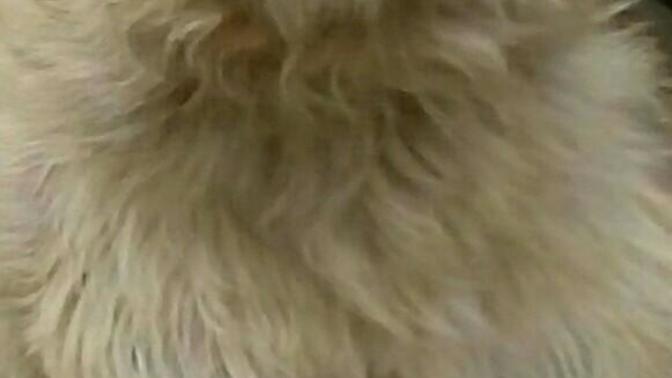 Köpeğim nasıl sizce?