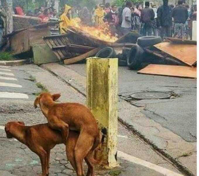 Sizce de hayvanların ulu orta sevişmesi yanlış değil mi sonuçta bundan bile  etkilenen hayvanlar var???