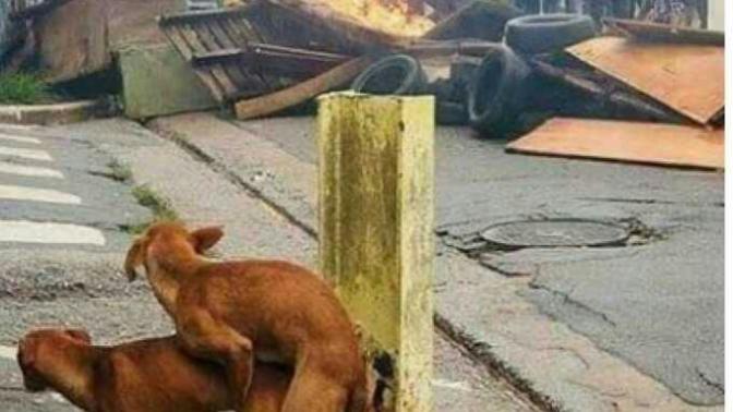 Sizce de hayvanların ulu orta sevişmesi yanlış değil mi sonuçta bundan bile etkilenen hayvanlar var?