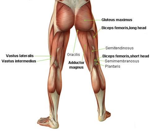 Squat nedir, nasıl yapılır ve faydaları nelerdir? Squat hakkında doğru bilinen yanlışlar?