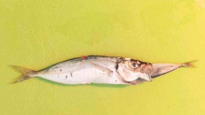'Faka Basmak' nedir? Ve cümle içindeki 'Fak' ne demektir?