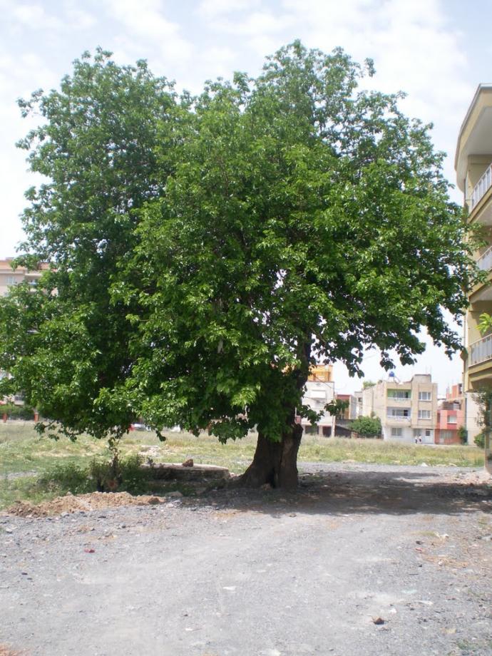 Silkiş var bana gelir misiniz?