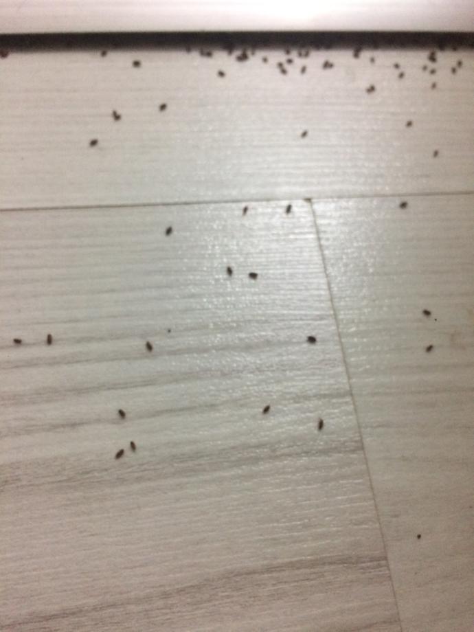 Bu böcekler de ne?