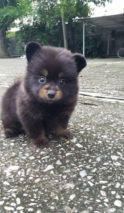Bu köpek mi yoksa ayı mı sizce🤔😅?