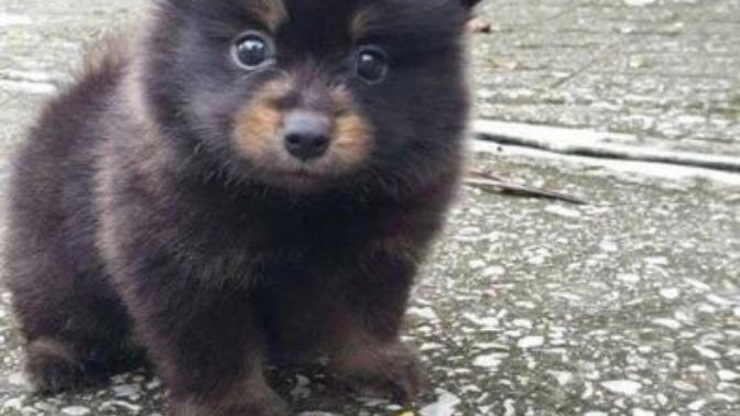 Bu köpek mi yoksa ayı mı sizce🤔😅?