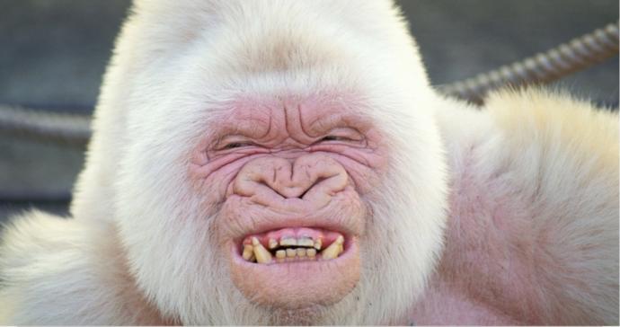 Albino nedir? Albino olan bu hayvanları daha önce gördünüz mü?