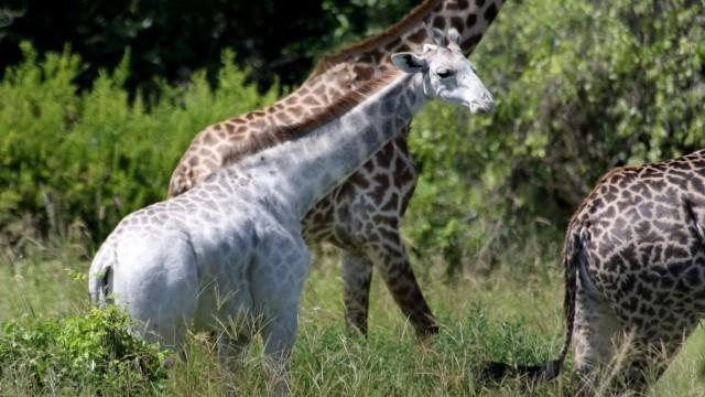 Albino nedir? Albino olan bu hayvanları daha önce gördünüz mü?
