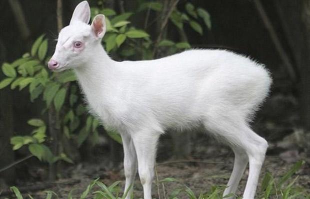 Albino nedir? Albino olan bu hayvanları daha önce gördünüz mü?