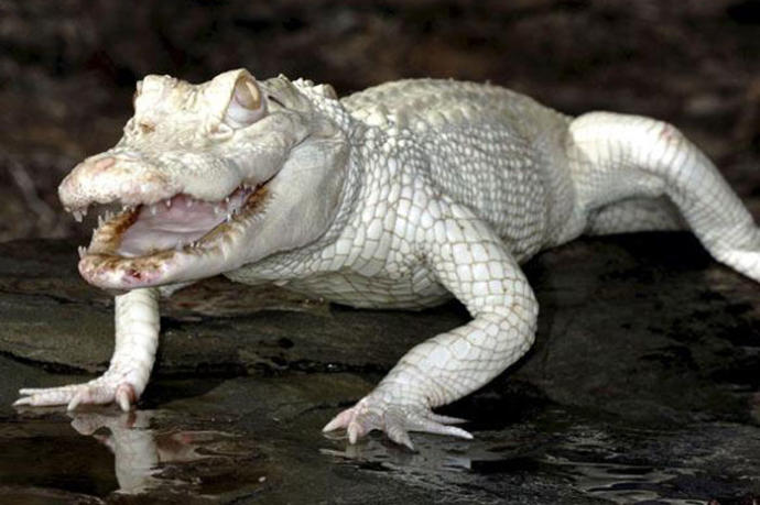 Albino nedir? Albino olan bu hayvanları daha önce gördünüz mü?