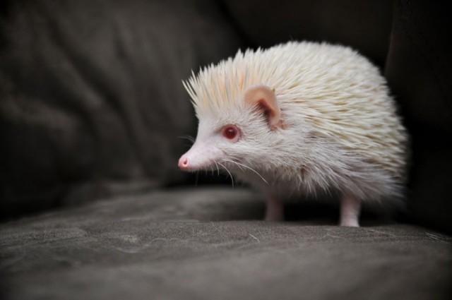 Albino nedir? Albino olan bu hayvanları daha önce gördünüz mü?