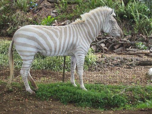 Albino nedir? Albino olan bu hayvanları daha önce gördünüz mü?