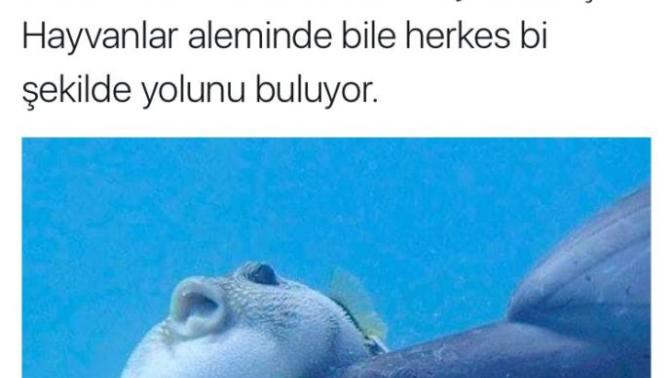Herkes buluyor yolunu.. Herkes, her şeyin biliyor bulmasını bir yolunu.
Ben bulamıyorum! Siz evet siz bir yol buldunuz mu?