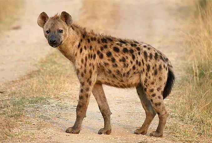 Sizce Leopar mı yener yoksa Sırtlan mı?