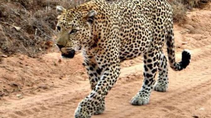 Sizce Leopar mı yener yoksa Sırtlan mı?