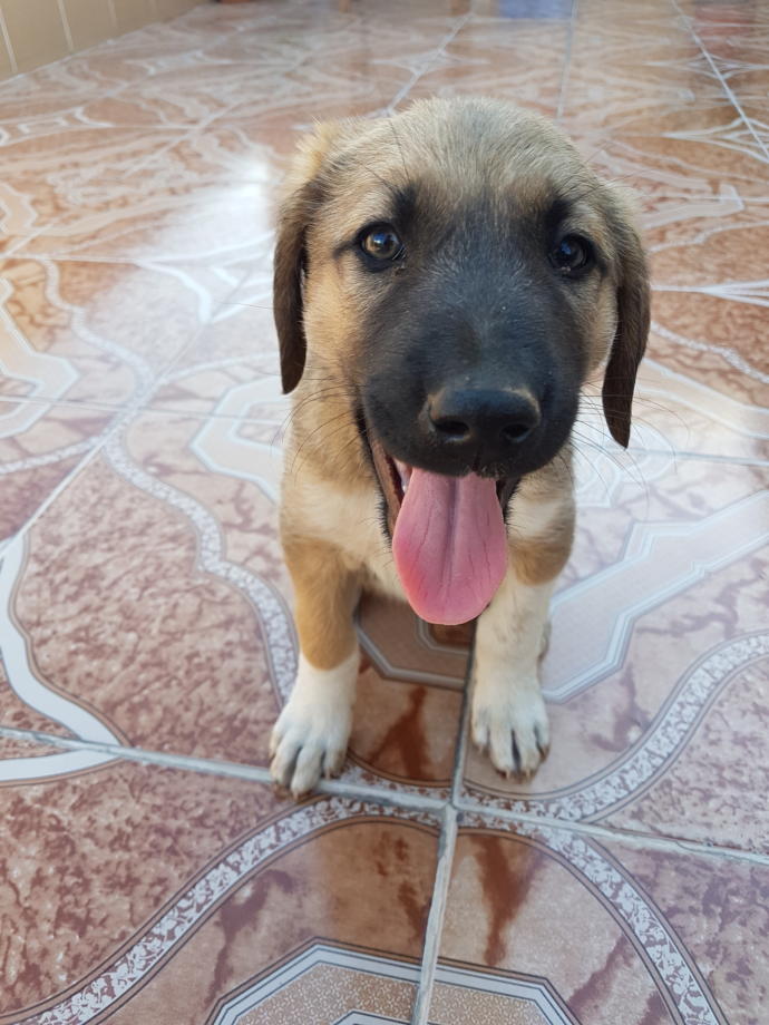 Bu köpek gerçek kangal mı? Yardımcı olur musunuz 🙄?