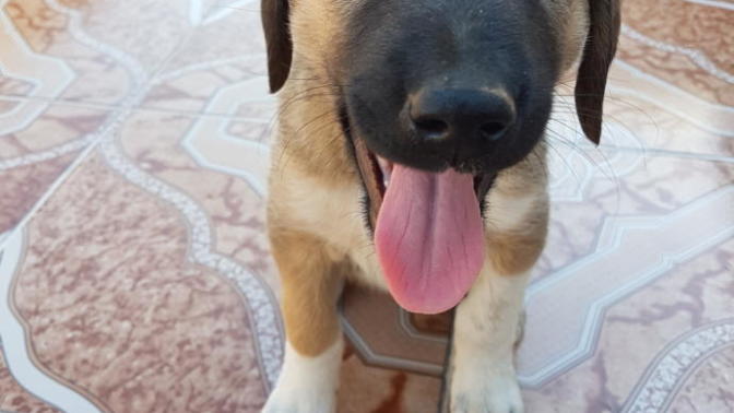 Bu köpek gerçek kangal mı? Yardımcı olur musunuz 🙄?