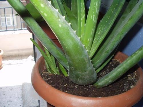 Aloe Vera bitkisi nerede satılır?