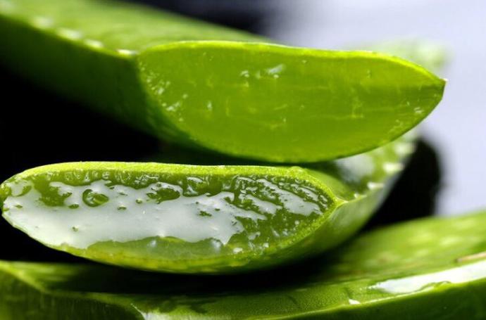 Aloe Vera bitkisi nerede satılır?