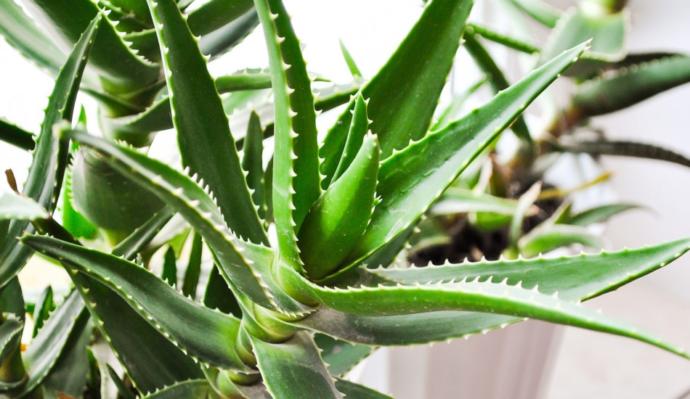 Aloe Vera bitkisi nerede satılır?