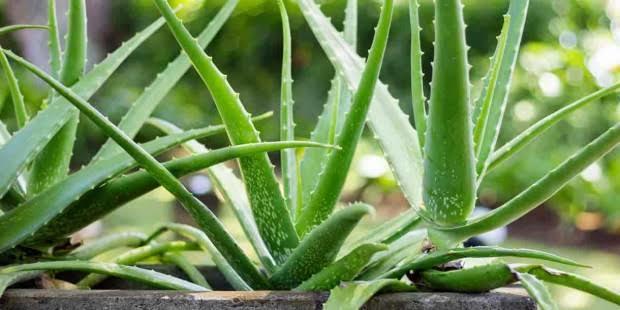 Aloe Vera bitkisi nerede satılır?
