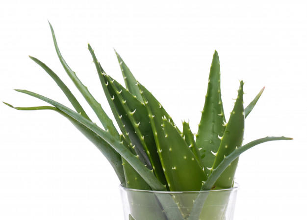aloe vera nerede bulabilirim