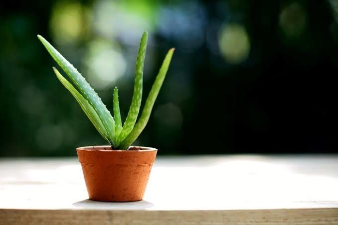 Aloe Vera bitkisi nerede satılır?