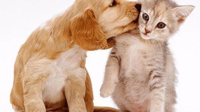 Kedi mi köpek mi daha vahşi?