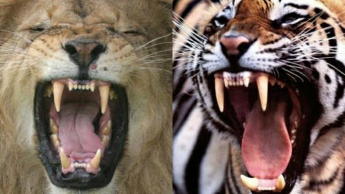 Aslan mı Kaplan mı? Hangisi daha güçlü?