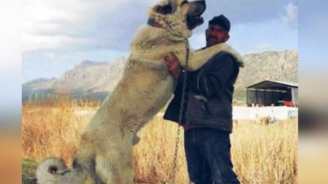 Kangal ile Kaplan kapışsa hangisi alır?