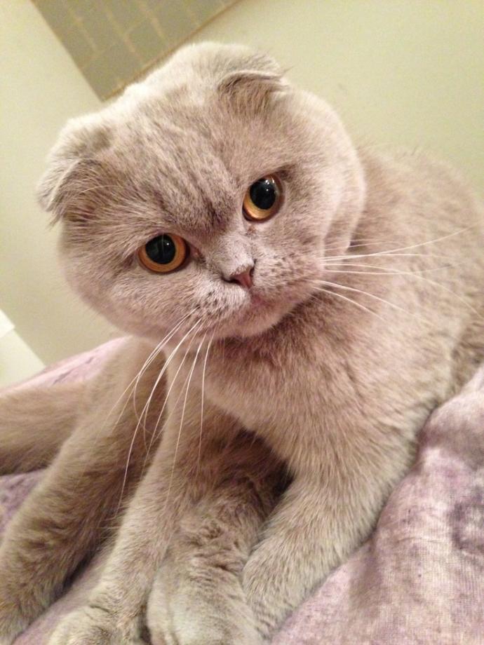 Dişi kedi mi erkek kedi mi? Hangi tür kedi almalıyım?