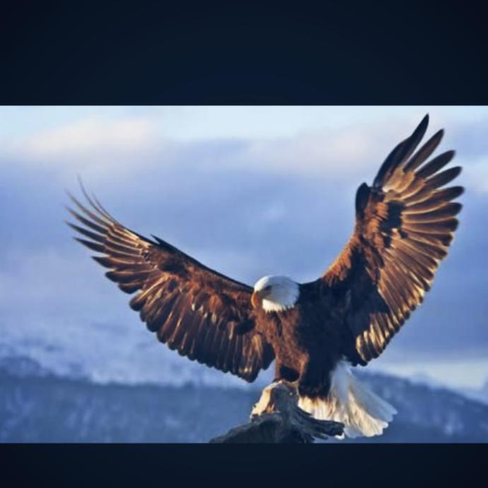 Kartal'mı Şahin'mi daha iyi avcı ?