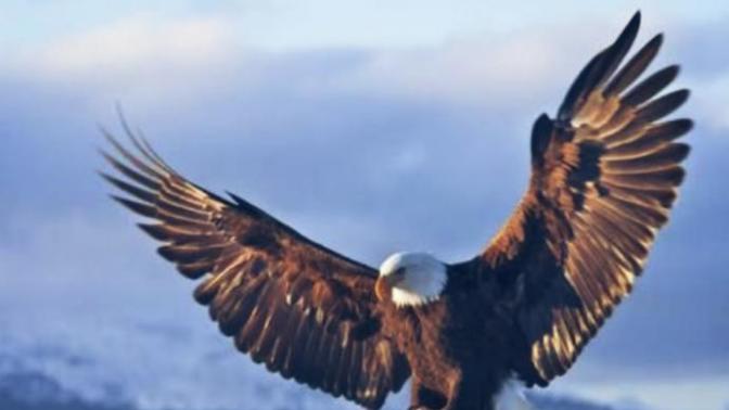Kartal'mı Şahin'mi daha iyi avcı?