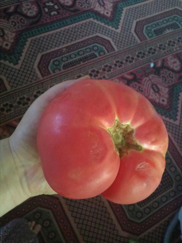 GDO lu ürünler mi tüketmek zorunda kalıyorsunuz yoksa organik mi besleniyorsunuz??