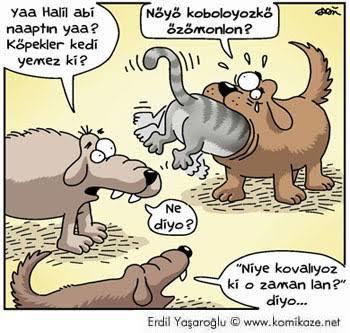 Neden köpekler kedileri durduk yere boğar?