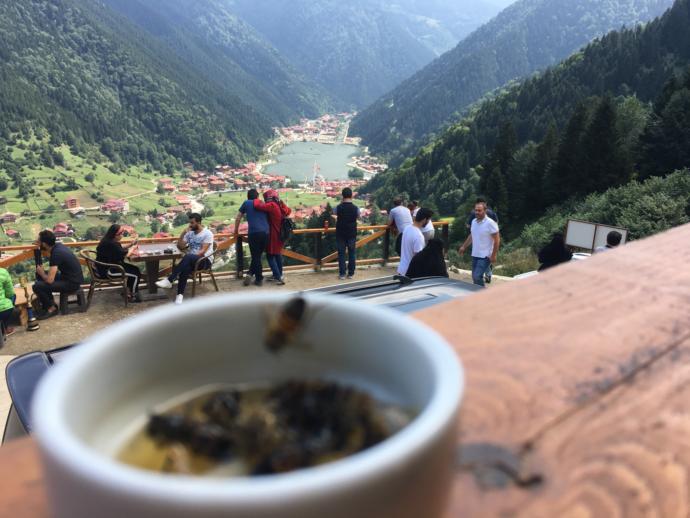 Ayder mi, Uzungöl mü?