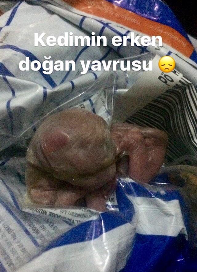 Kedim, erken doğum yaptı ve yavrusu öldü bir dakikanızı ayırıp dinleyebilirmisiniz ?
