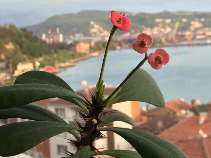 Çiçekler insanları son derece rahatlatıyor ve huzur veriyor. Sizin de evinizde çiçeğiniz var mı?