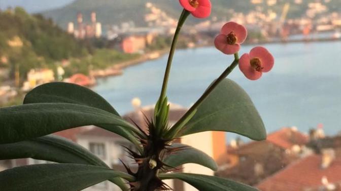 Çiçekler insanları son derece rahatlatıyor ve huzur veriyor. Sizin de evinizde çiçeğiniz var mı?
