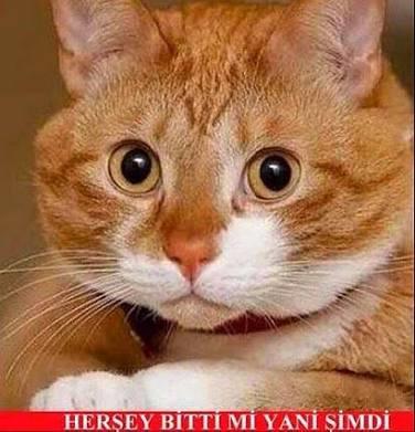 Hayvanlar konuşsaydı nasıl olurdu?