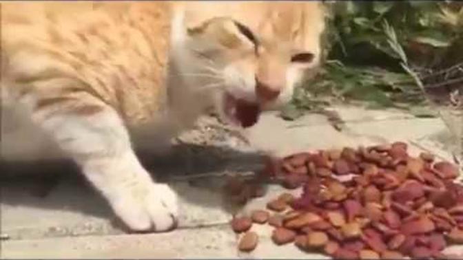 Hayvanlar konuşsaydı nasıl olurdu?