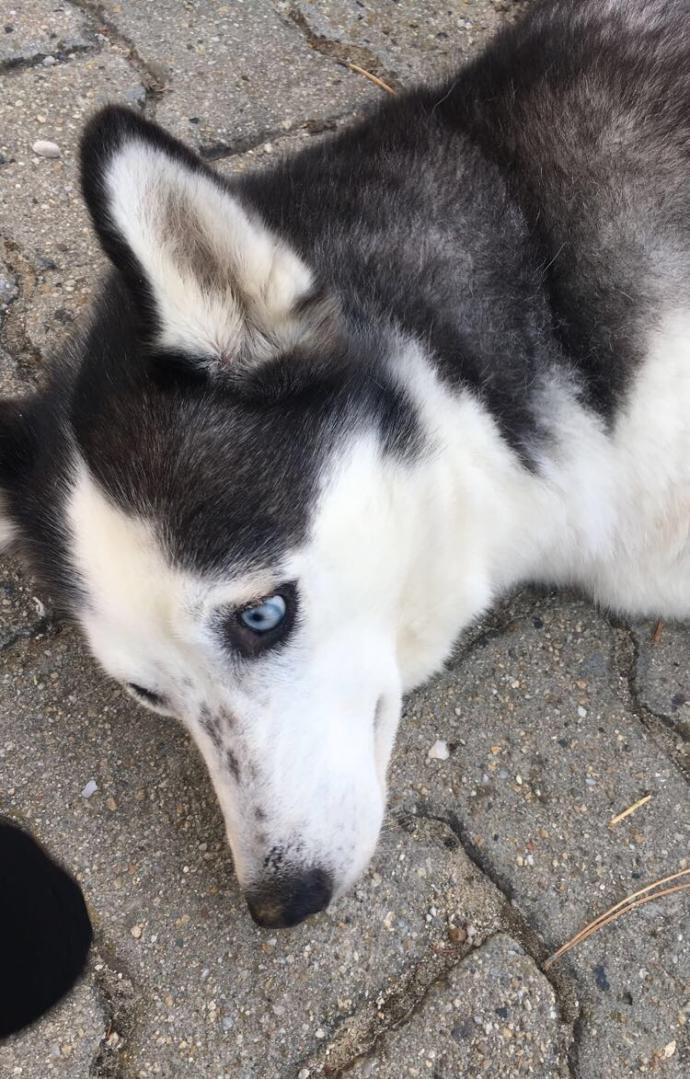 En sevdiğiniz köpek cinsi hangisi?