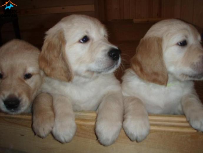 En sevdiğiniz köpek cinsi hangisi?