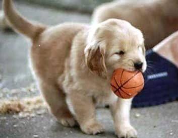 En sevdiğiniz köpek cinsi hangisi?