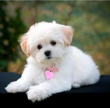 En sevdiğiniz köpek cinsi hangisi?