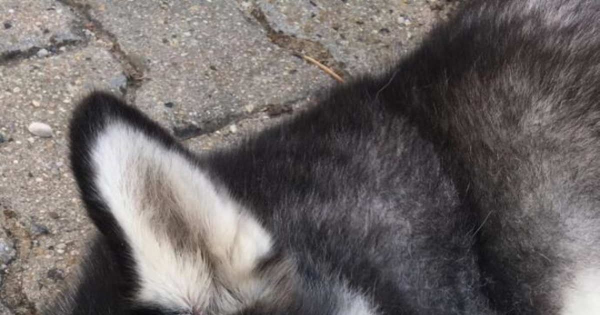 En sevdiğiniz köpek cinsi hangisi? KizlarSoruyor