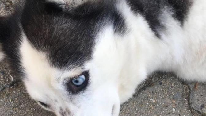 En sevdiğiniz köpek cinsi hangisi?