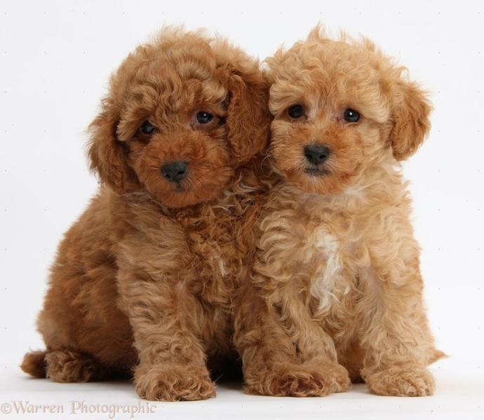 Toy Poodle cinsi köpek almak istiyorum, uygun mudur?